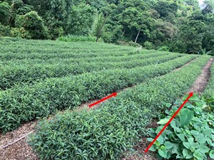茶股