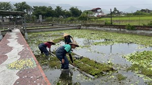 將水上苗圃移至別的種苗池