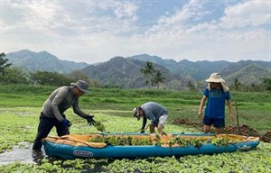 美濃湖民間集資水雉棲地召集人鍾益新(右)與傅鑫喜(中)移除水芙蓉