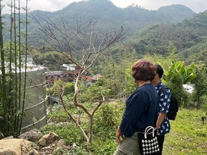 鄭微微工藝師(Abu'u  tiaki'ana)帶領訪問者至苧麻種植地。