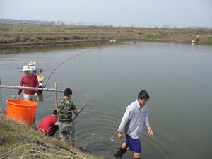 濾魚前的圍魚