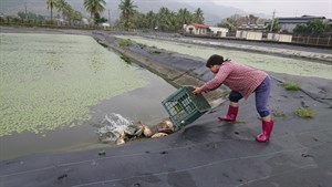 野蓮農民將工作魚移入田中，有草魚、鯽魚、鯉魚等，用來控制水中絲藻或浮萍。