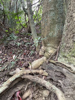 鄧家樹頭伯公_1