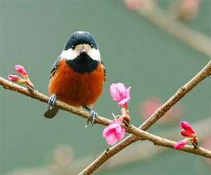 圖片來源：flickr