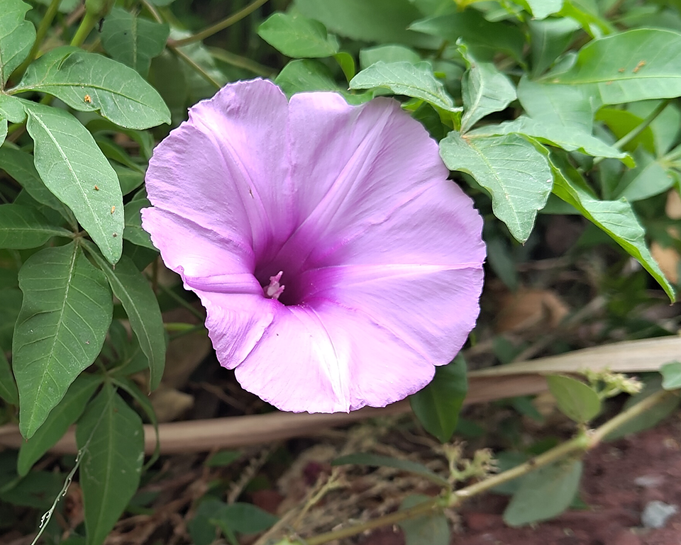 風走過的痕跡：葉影之間