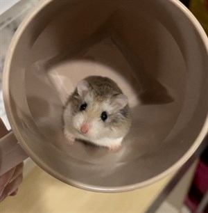 飼養倉鼠寵物之探討
