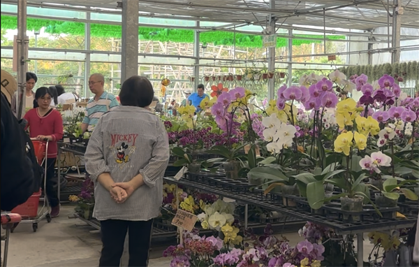 大溪花市！在地人的公共花園