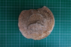 館藏唐代獸面紋瓦當