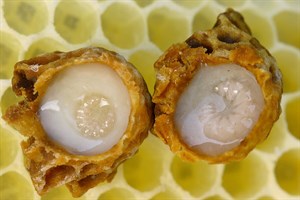 蜂王漿（乳）