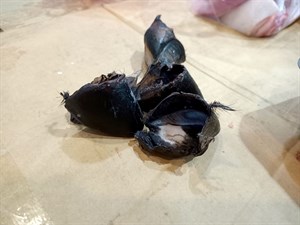 撼豬跤蹄仔