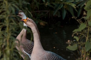 新竹市立動物園 東北大鵝