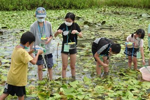 孩子在美濃湖水雉復育工作站的種苗池，撈捕水生昆蟲與魚蝦，體驗水雉覓食情境