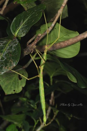 蘭嶼筒胸竹節蟲（Phasmotaenia lanyuhensis）