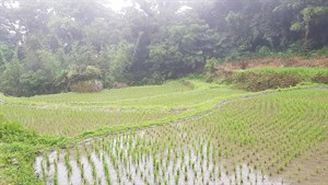 樓梯田（山田仔）