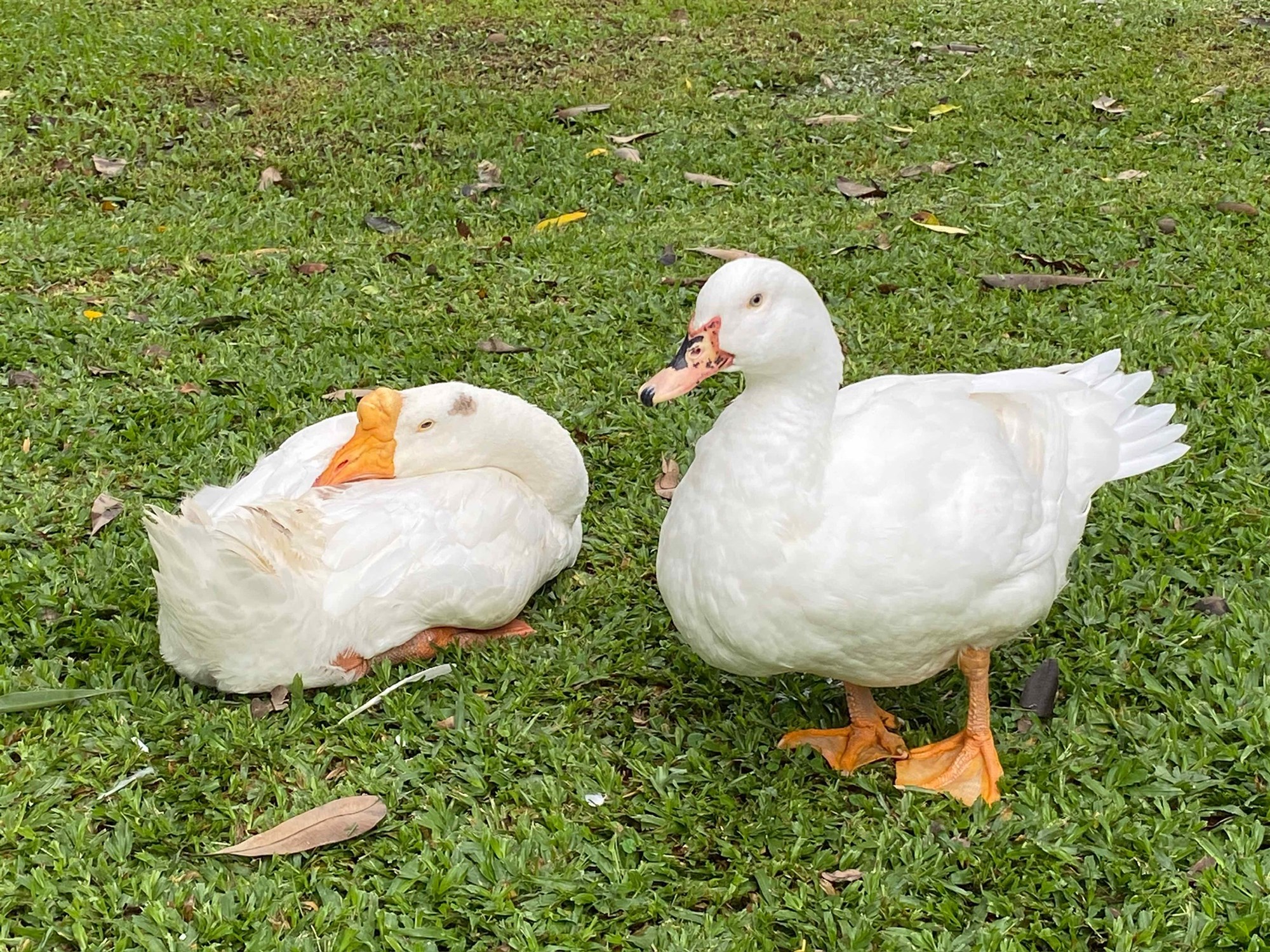 臺大動物森友會