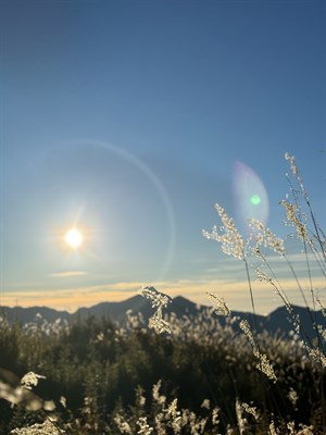 雪山東峰日出芒草