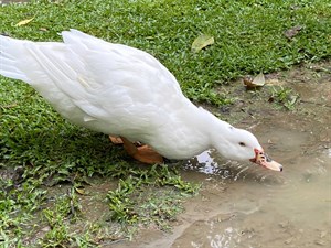 北京鴨喝水