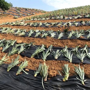 自然風乾的鳳梨芽用鋤頭丈量距離進行插苗