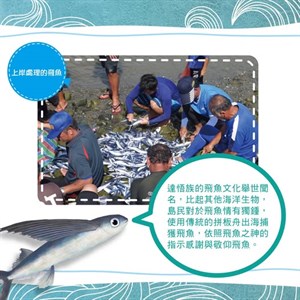 飛魚季