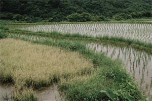 水梯田