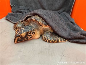 救治擱淺海龜