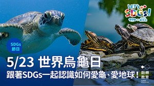 世界海龜日