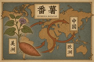 番薯在各地的發展