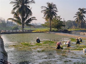 美濃湖畔採收野蓮