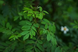 花蓮Dipit-復興無菸部落-木藍