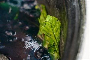 花蓮Dipit-復興無菸部落-打藍