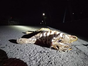 石虎路殺