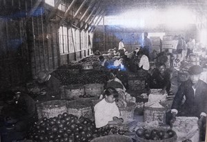 館藏日治時期員林椪柑篩選老照片