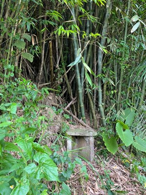 10-1 田頭伯公竹林扶疏