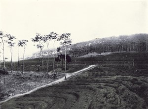 桃澗堡龜崙口的茶樹栽培試驗場