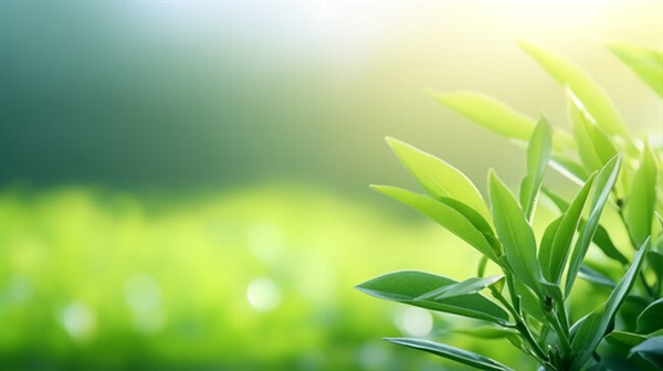 大稻埕茶葉與台灣的過去