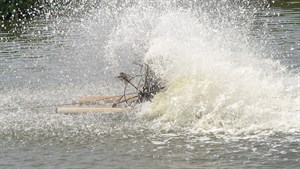 風車打水增加水中氧氣