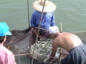 魚苖分格準備數魚