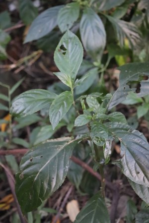 大菁