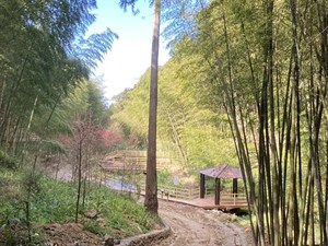 秘境古坑