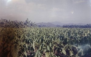*鍾榮光先生菸田一景，1990年拍攝。