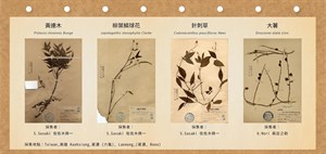 日本博物學家森丑之助、植物學者佐佐木舜一曾前來荖濃所採集之植物模式標本。