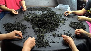 揀茶枝