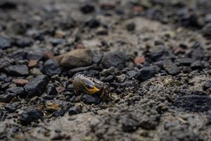 1019澎湖紅羅村潮間帶生物－北方呼喚招潮蟹