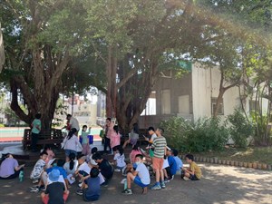 0930南寮國小校園老榕樹