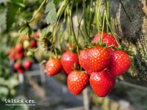 陽光，草莓