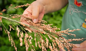 Tarau（散穗高粱）籽粒通常用於製作麻糬，去除籽粒的莖部則會綁成掃把。