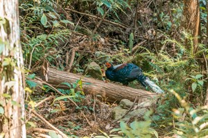 八仙山國家森林遊樂區 藍腹鷴