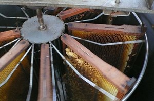 採收蜂蜜