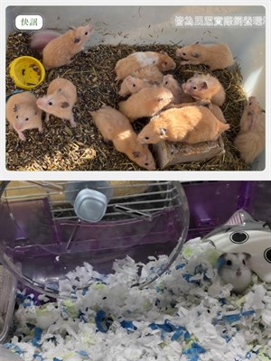 飼養倉鼠寵物之探討