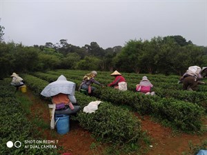 採茶婦女辛勤採摘茶葉